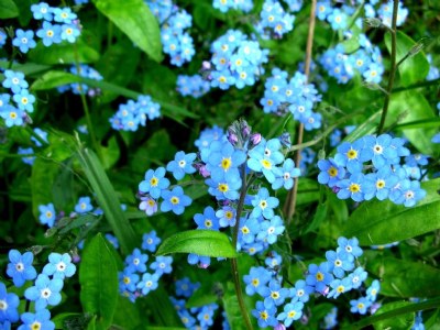 Forget Me Nots