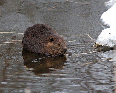 Canadian Beaver