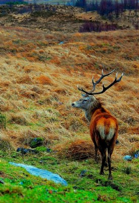 Monarch of the Glen