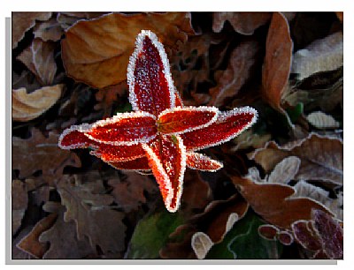 hoarfrost.