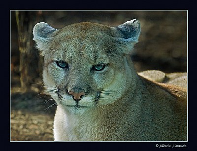 Cougar (d1916)
