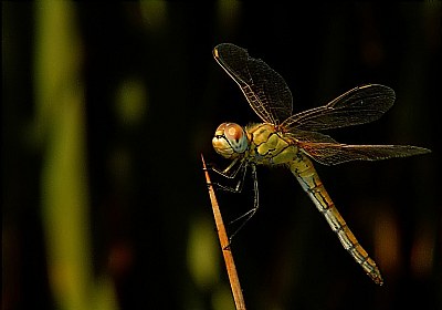 Dragonfly