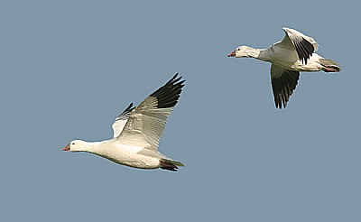 Ross's Goose