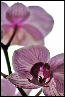 Orchid #2