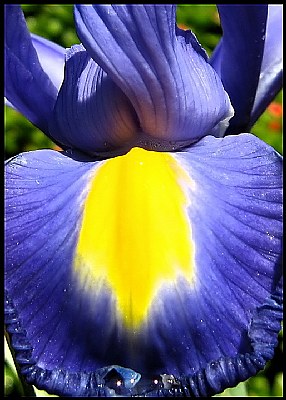 Dutch Iris