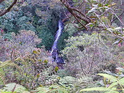 Color Diversity in Biodiversity