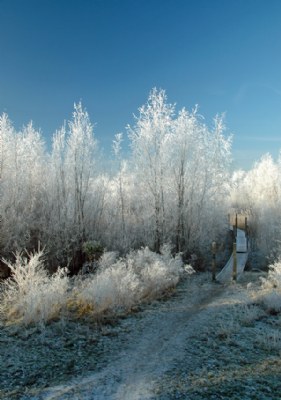 Frozen Path