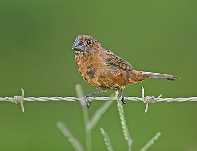 Blue-black Grosbeak