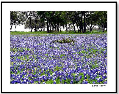 Bluebonnets