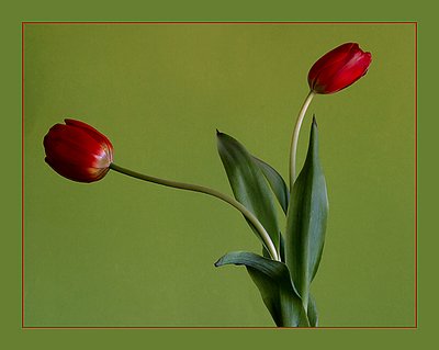 Tulips