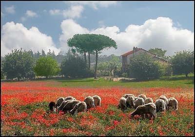 Sheep and Poppys