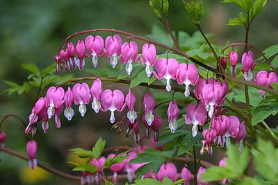 Bleeding Hearts