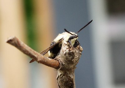 HUMMINGBIRD MOTH