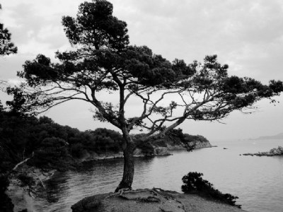 Sea Pine Tree