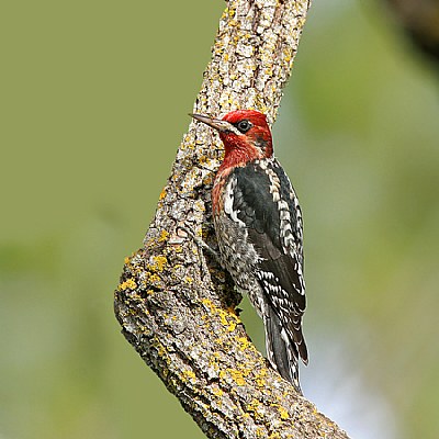 Red-Breasted Sapsucker