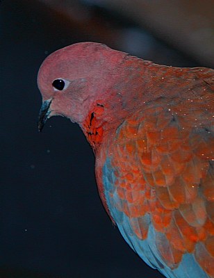 The Pigeon 