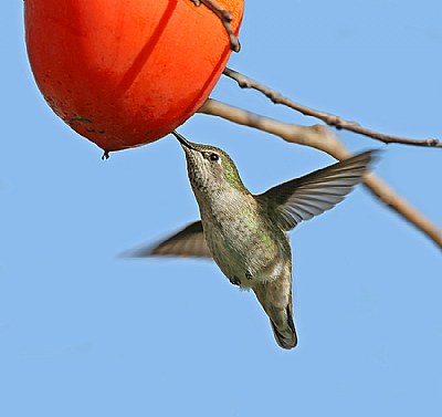 Anna's Hummingbird