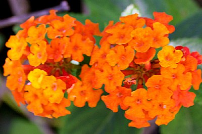 Two Lantanas