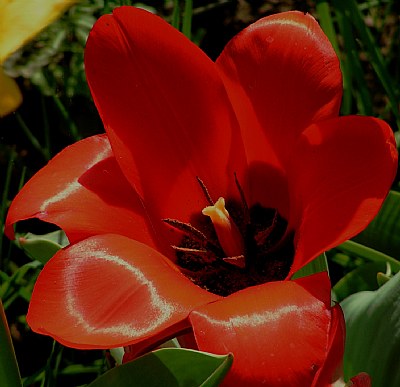 Small red tulip