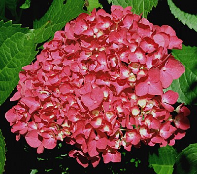 Red Hortensia