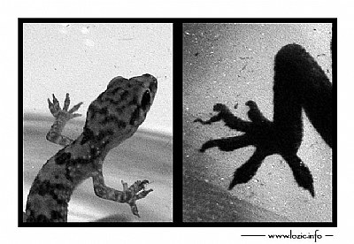 ..::Gecko, my friend::..