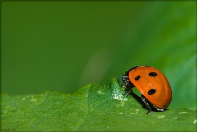 Lady Bird