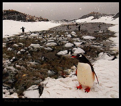 Friendly Gentoo