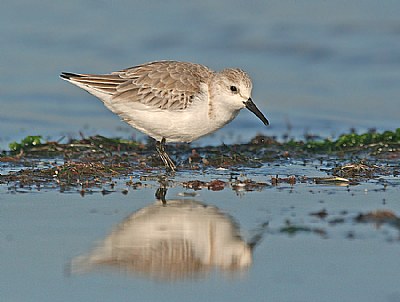 Sanderling