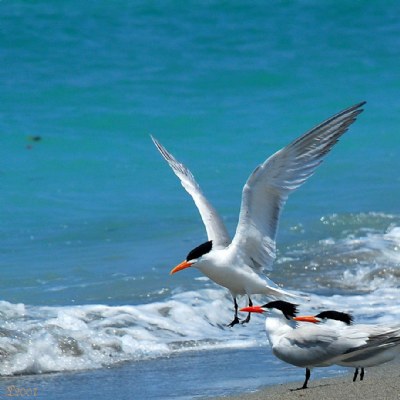 Landing