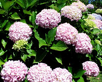 Hortensias