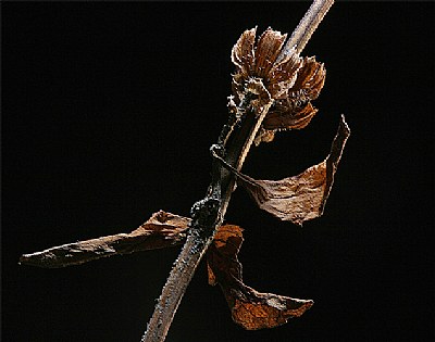 winter wildflowers