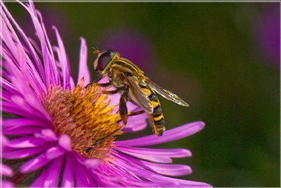 Hover Fly 4