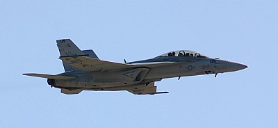 hornet