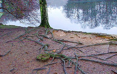 Roots  and  reflections