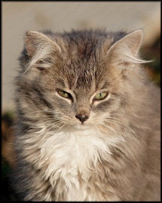 Fizz the Cat