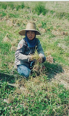Woman Working in the Field