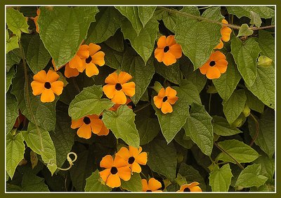 Magical Vine