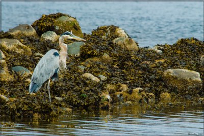 Great Blue 2