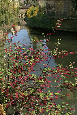 Blossoms