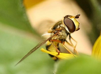 Hoverfly