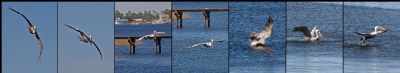 Pelican Panoramic