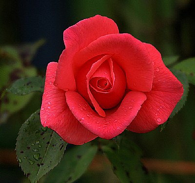 Wet red rose!