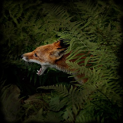 the foxy story
