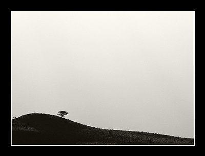 Lone Tree Hill