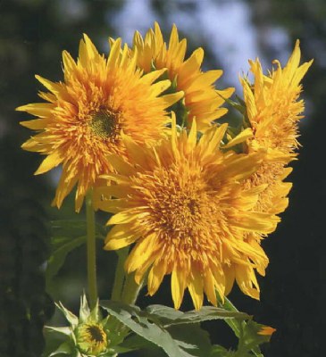 Maturing Sunflower