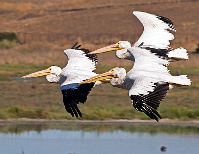 Flight of 3