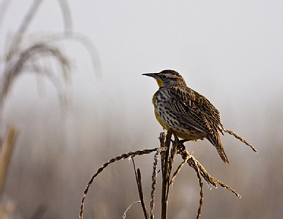 Morning Meadowlark