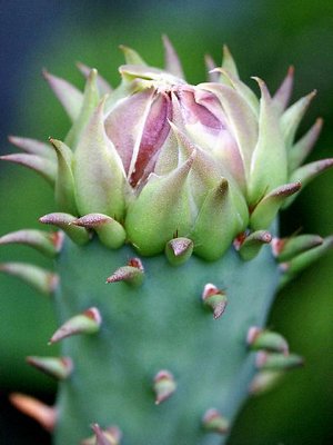 Cactus Bud