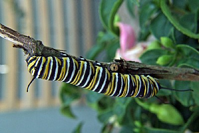 Caterpillar