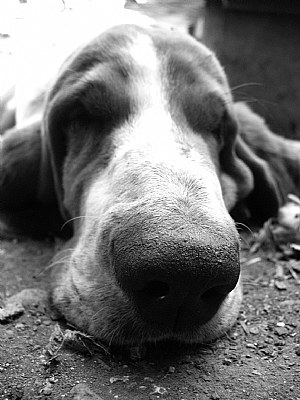 Bloodhound Stress